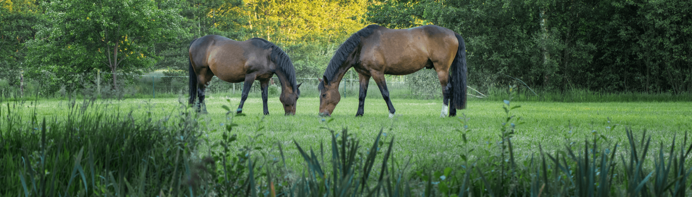 Pferde grasen frei auf der Wiese in bewaldeter Umgebung