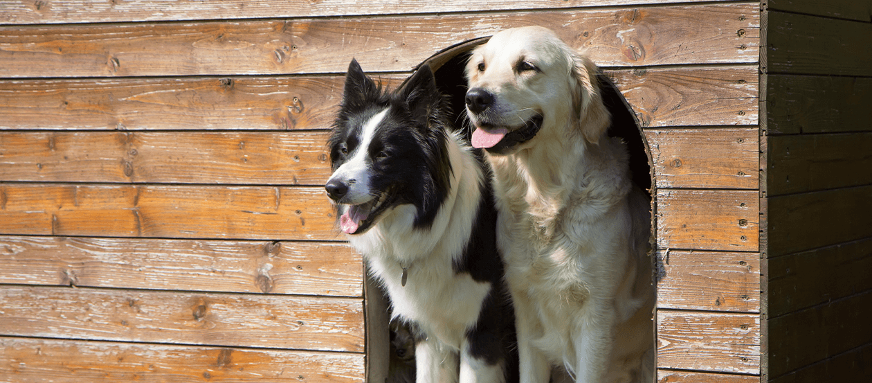 Zwei Hunde in einer Hundehütte
