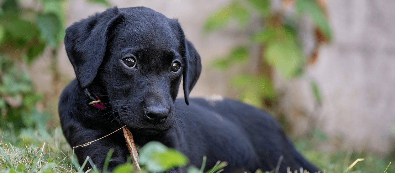Schwarzer Labrador Welpe liegt im Gras