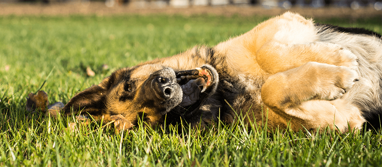 Deutscher Schäferhund wälzt sich auf dem Rasen