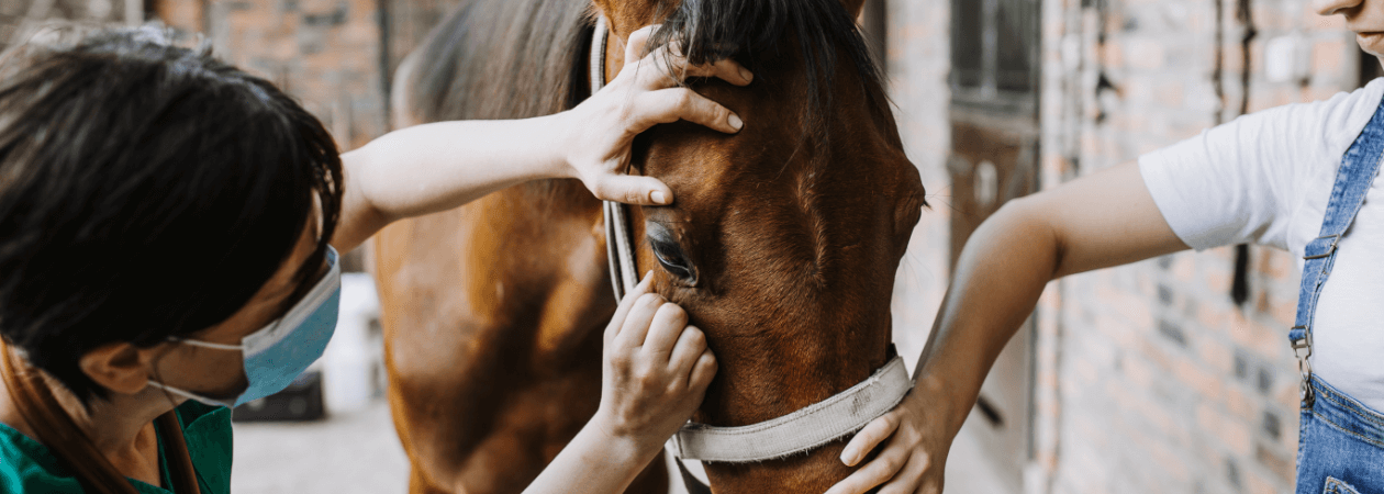 Tierärztin untersucht das Auge eines Pferdes