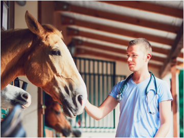 Operationsversicherung für Pferde