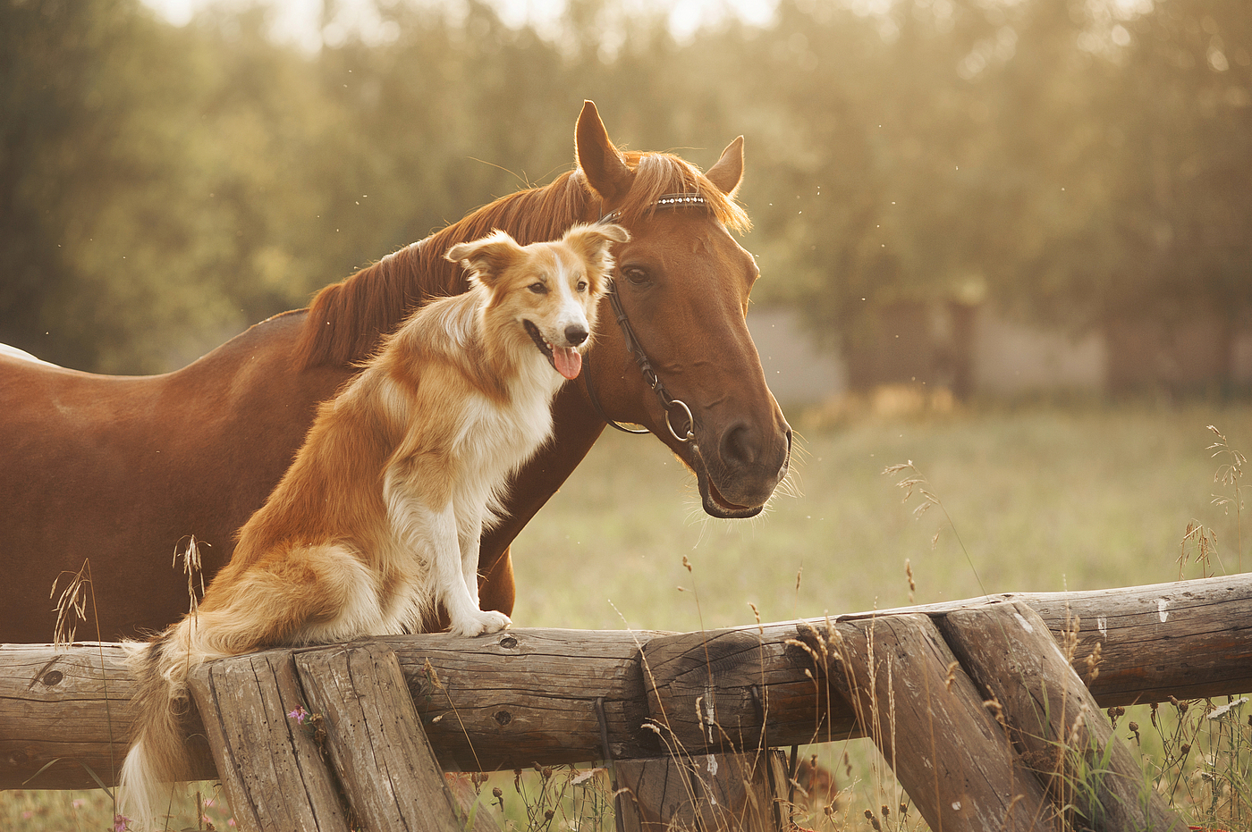 Pferd mit Hund auf dem Feld