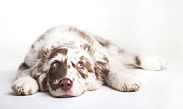 Welche Hundekrankenversicherung ist sinnvoll?