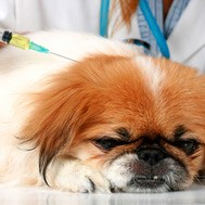 Impfungen bei Hunden