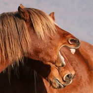 Pferdehusten - Ursachen & Behandlung