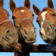 Pferdeversicherung und Ankaufsuntersuchung: Der Pferdekauf