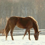 Weidegang für Pferde im Winter: Was ist zu beachten?
