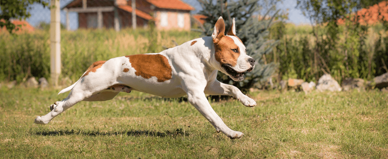 American Staffordshire Terrier beim Spielen