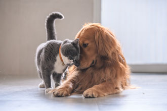 Katze und Hund spielen zusammen