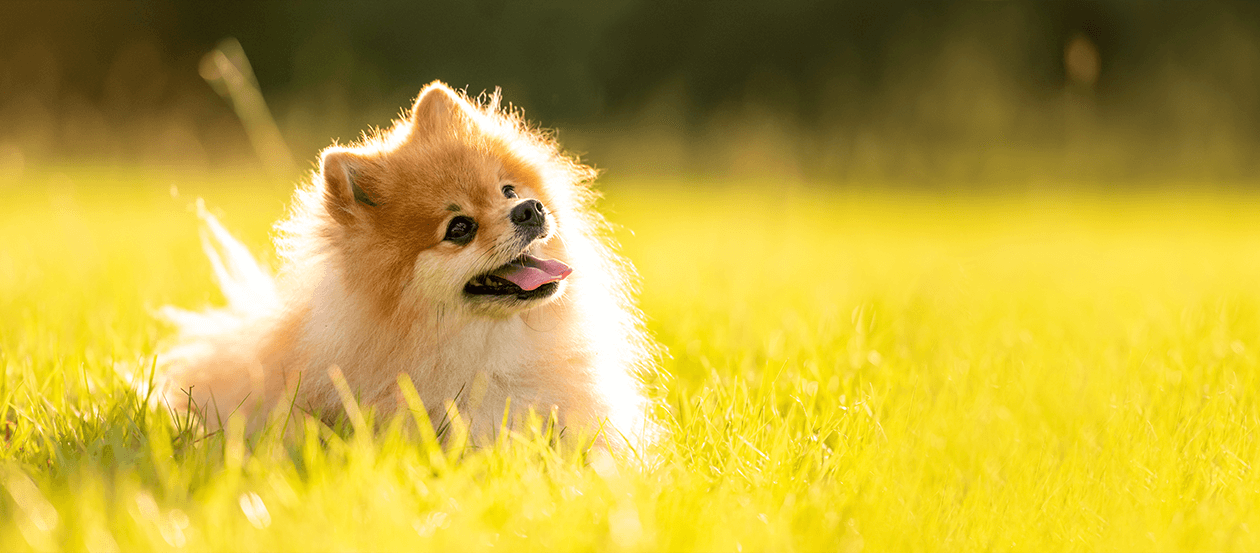 Pomeranian sonnt sich im Gras