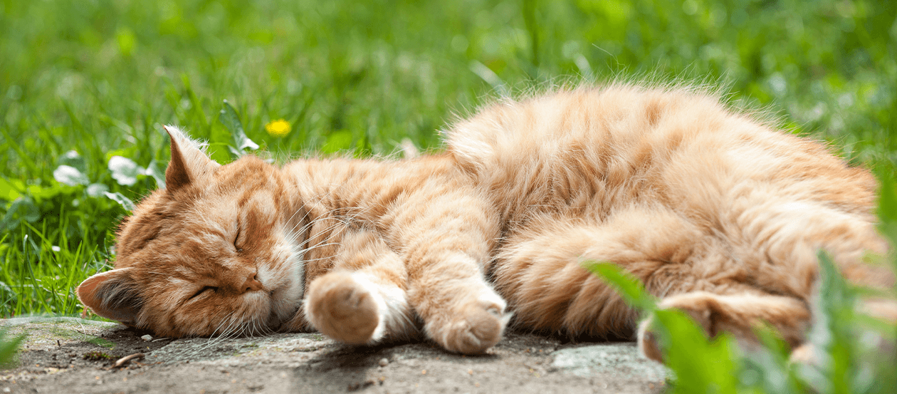 Ältere Katze schläft in der Sonne