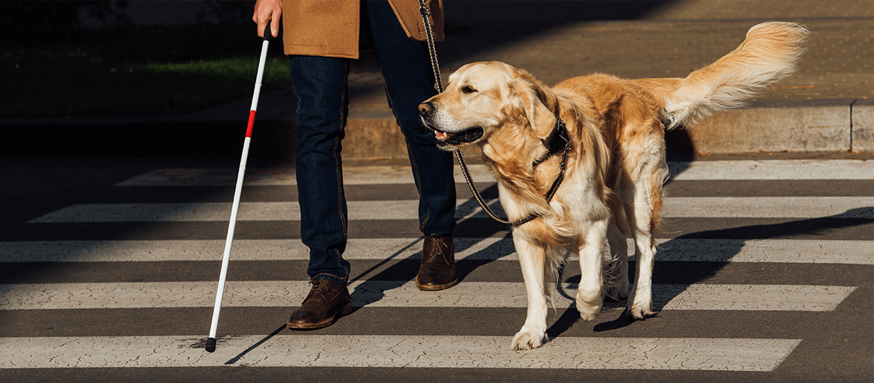 Blindenführhund bei der Arbeit