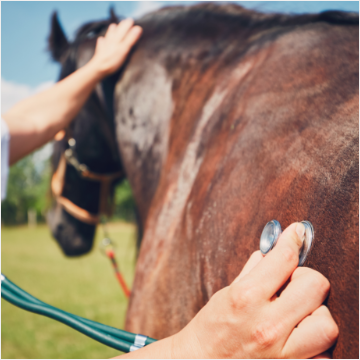 Gesundheitsmaßnahmen bei einem Pferd