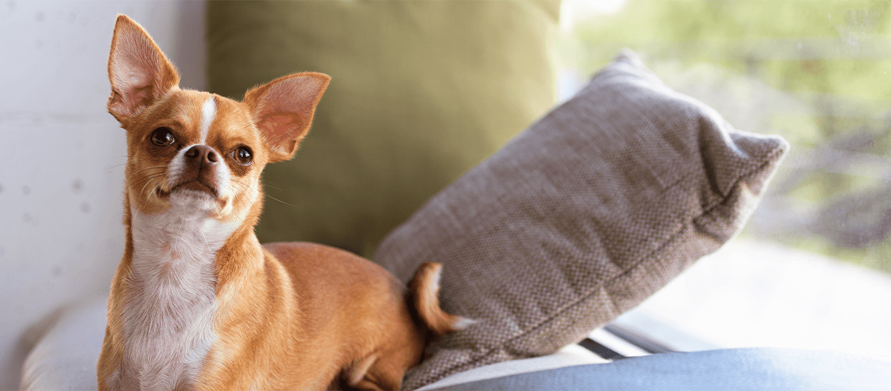 Chihuahua liegt auf einem Sofa