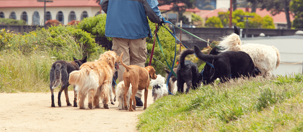 Dogwalker bei der Arbeit