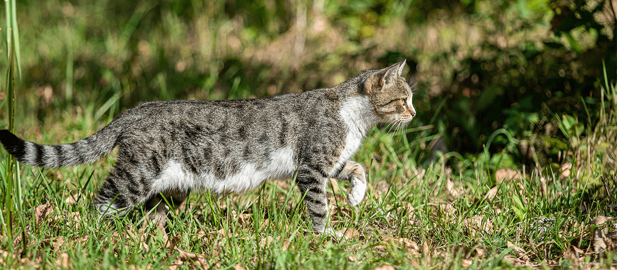 Katze auf der Jagd im Freien
