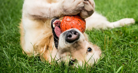 Glücklicher Hund mit Spielzeugball