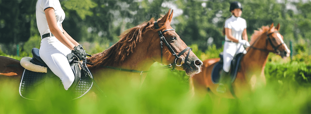 Pferdehaftpflicht für private Reitpferde