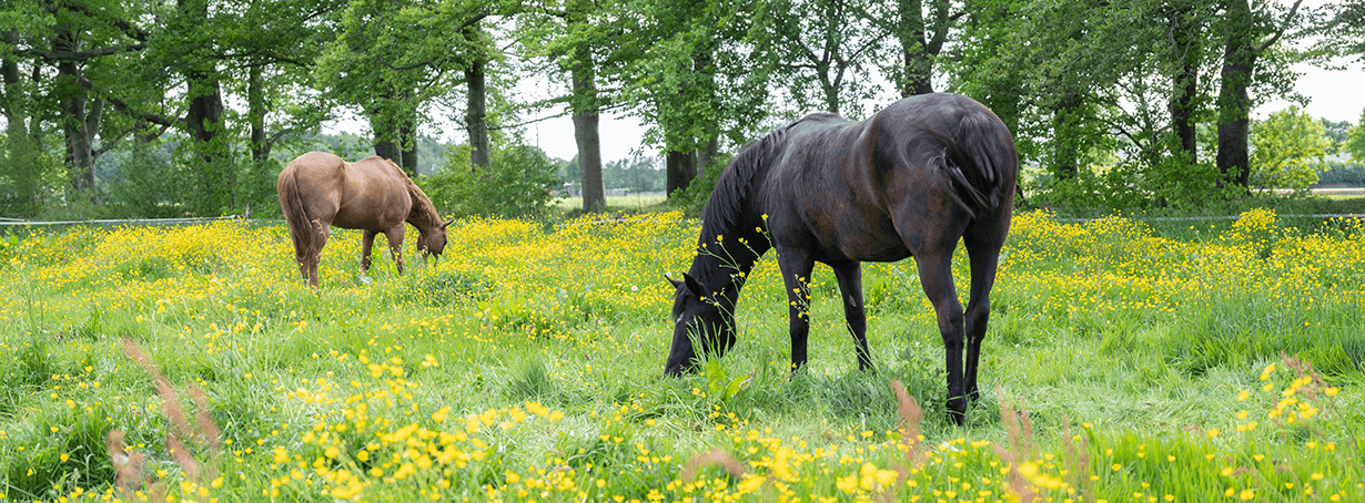 Hütepferde auf der Weide