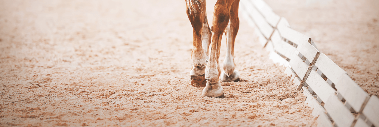 Beine eines Pferdes auf dem Reitplatz