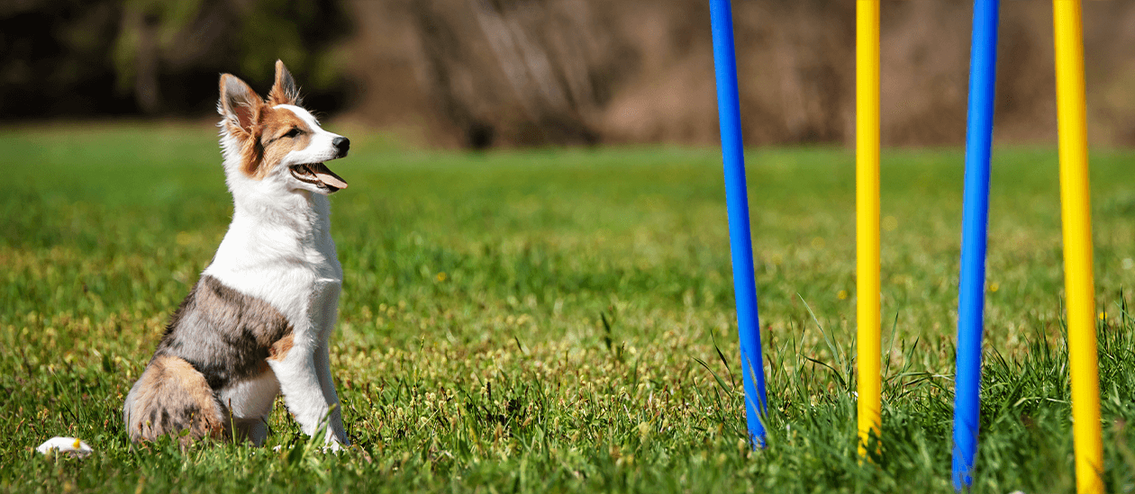 Welpe in der Hundeschule