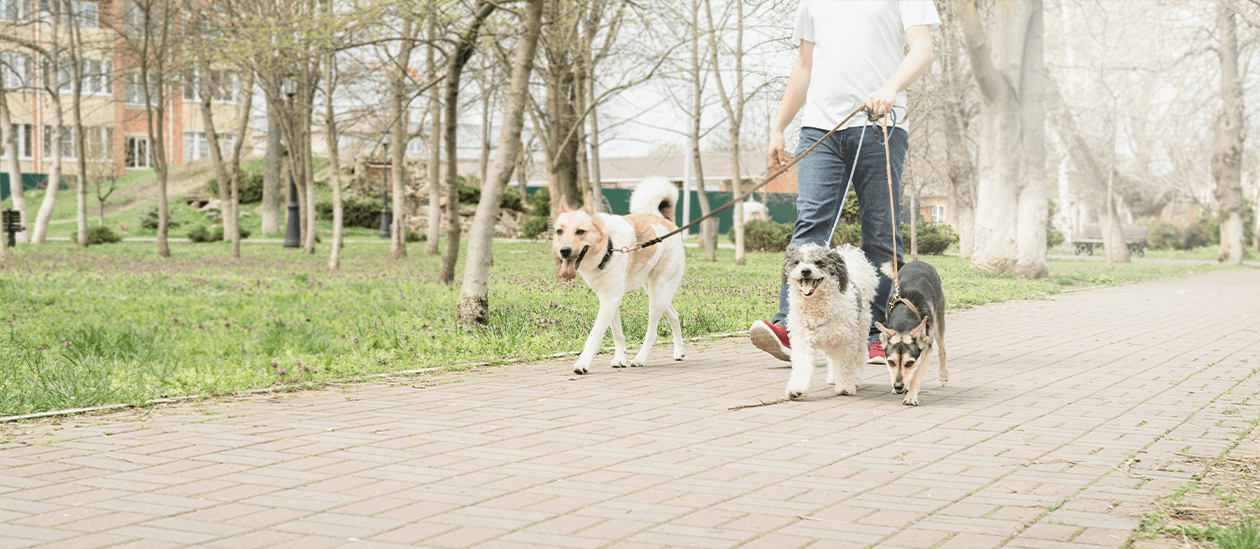 Hundesitter beim Spaziergang