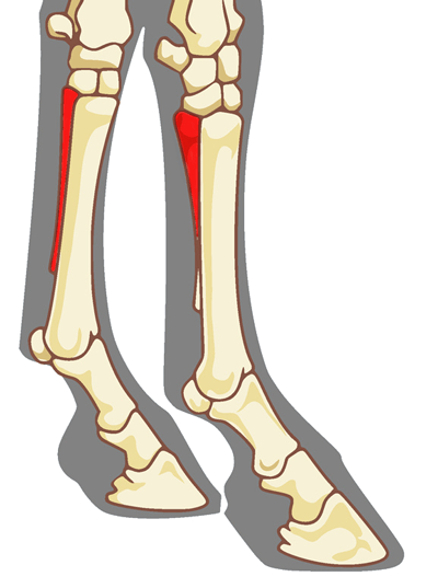 Illustration der Knochen im Pferdebein, Griffelbein hervorgehoben