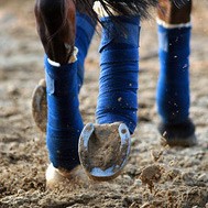 Bandagen, Gamaschen uvm - Beinschutz für Pferde