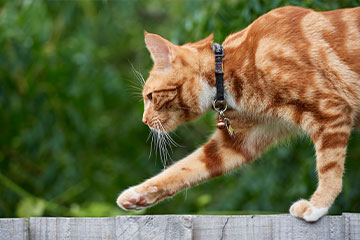 Katze auf Zaun