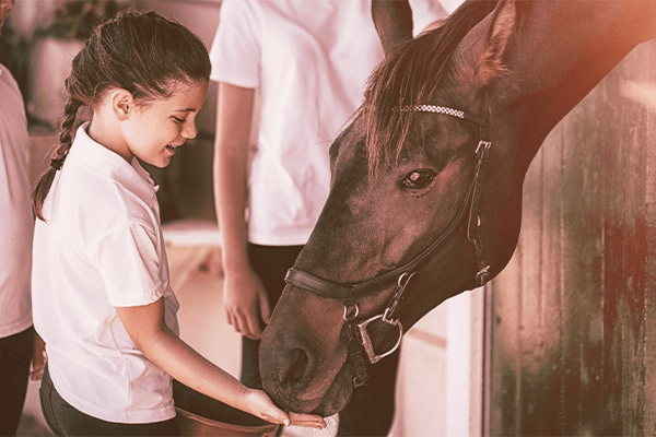 Kind füttert Pferd im Stall