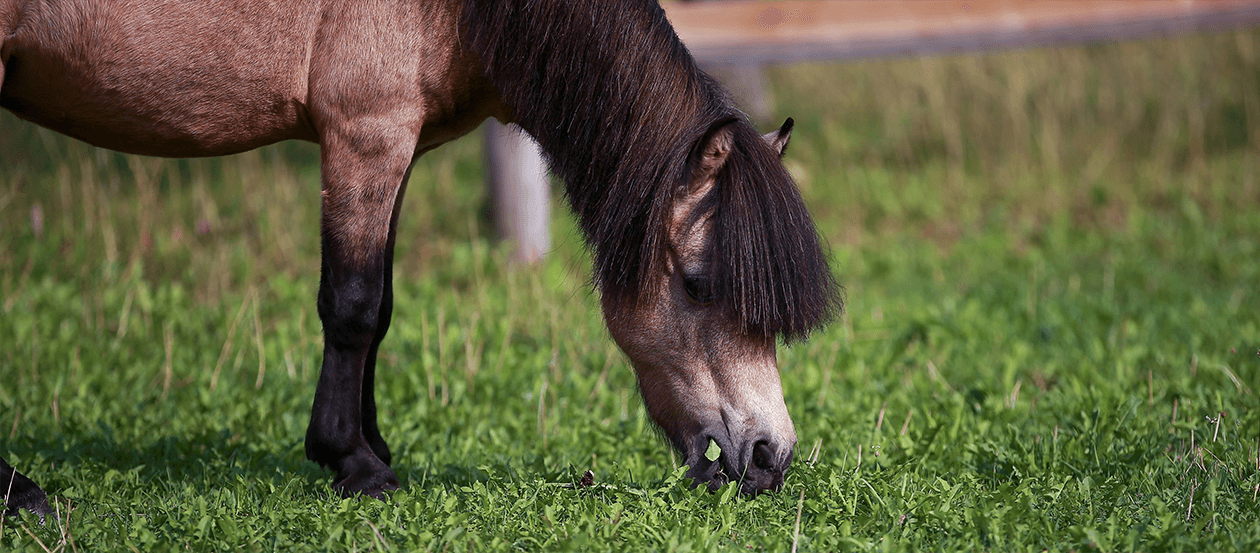 Mini-Pony auf er Weide