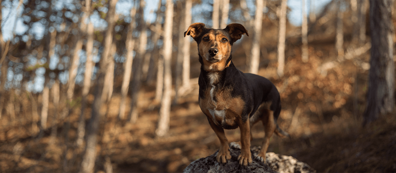 Mischlingshund im Wald