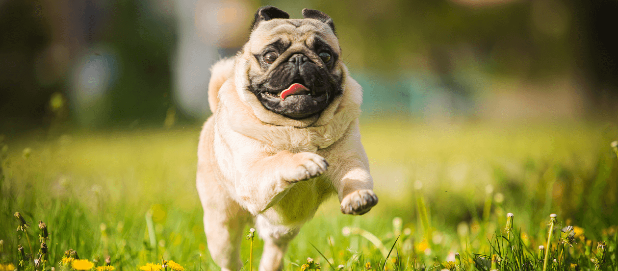 Junger Mops springt über den Rasen