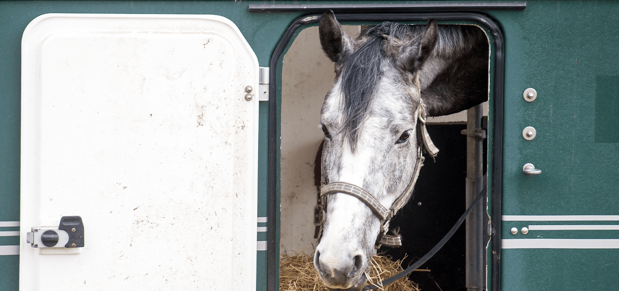 Pferd im Anhänger