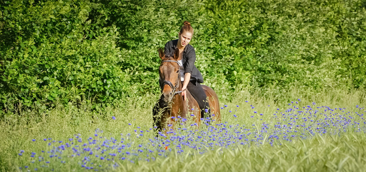 Pferd mit junger Reiterin auf Blumenwiese