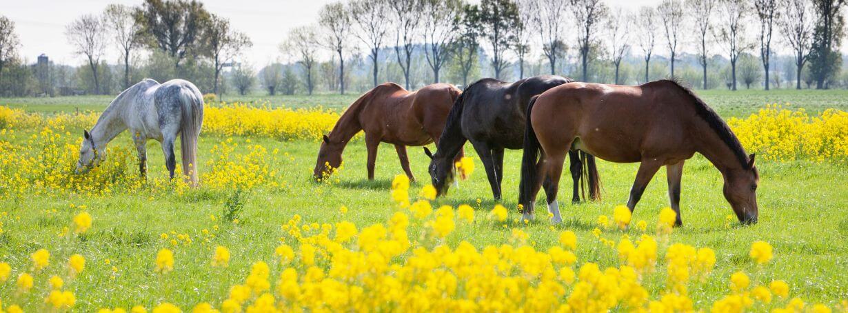 Pferde auf Blumenwiese