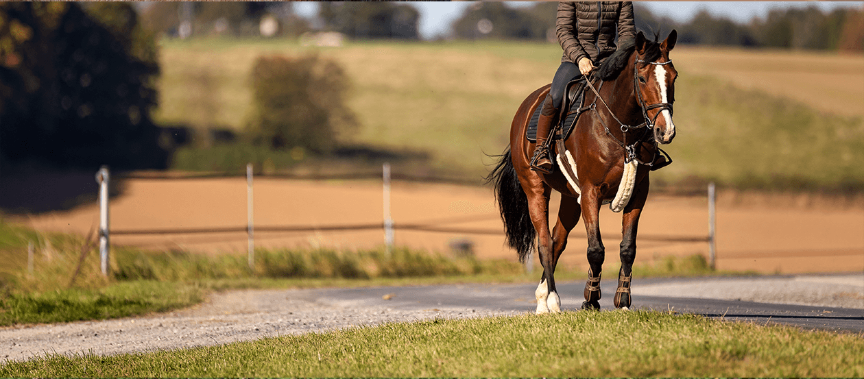 Pferd und Reiterin beim Ausritt