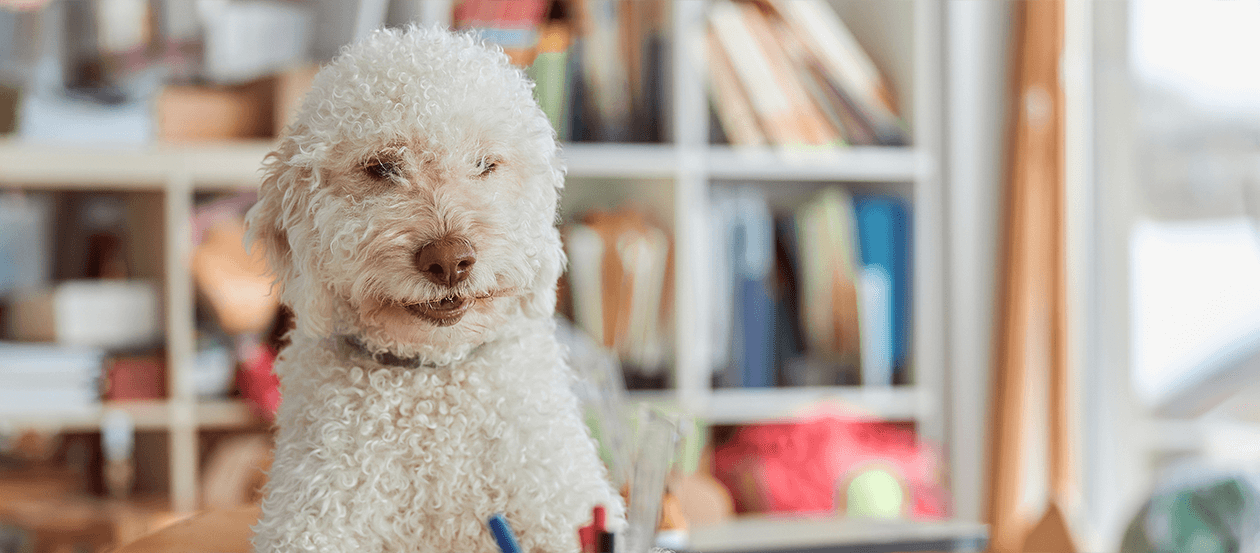 Schulhund sitzt im Klassenzimmer