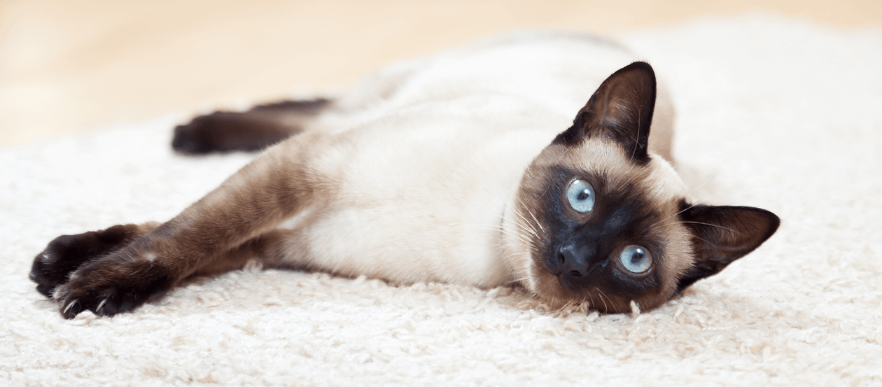 Liegende Siamkatze auf hellem Teppich