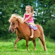 Die Pferdehaftpflicht als Absicherung