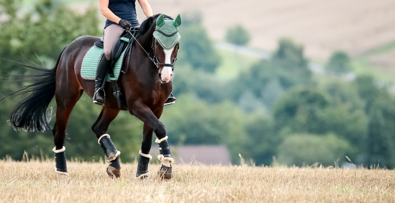 Pferd und Reiter auf dem Stoppelfeld