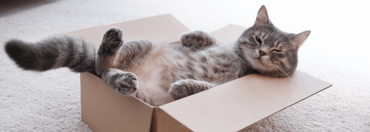 Grau-getigerte Katze liegt in einem Karton