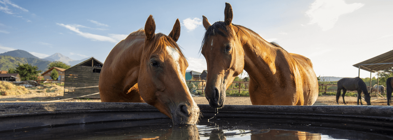 Zwei Pferde am Weidezaun