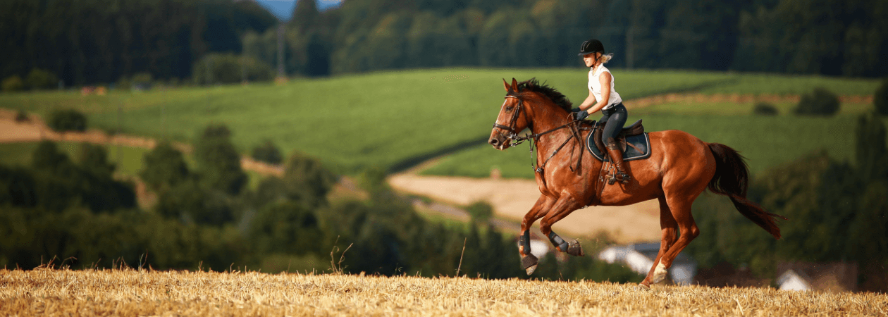 Reiterin mit Pferd auf einem Stoppelfeld