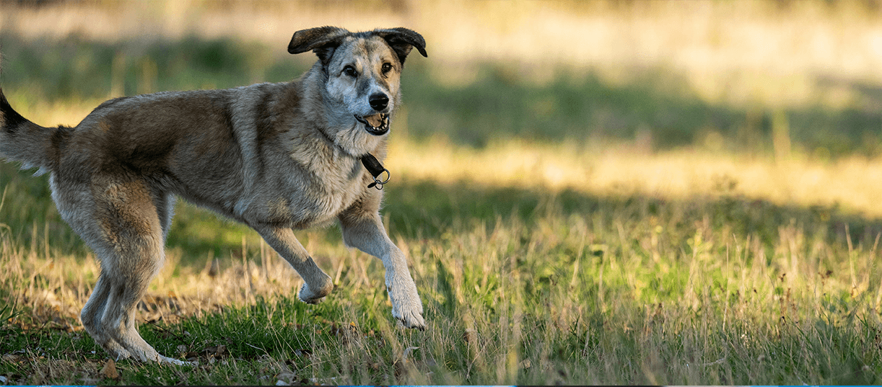 Tierschutzhund beim Spielen