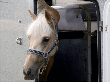 Einmalige Transportversicherung für Pferde